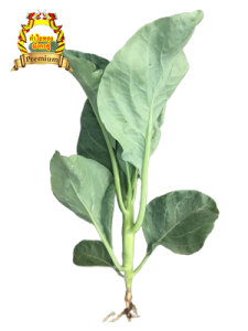 Chinese Kale (芥蓝菜) - big stem, healthy leaves, vertical stalks, good yield, disease resistance