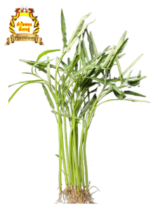 Water Convolvulus/Spinach (空心菜) - narrow (bamboo) leaves, straight vertical stem, top branching